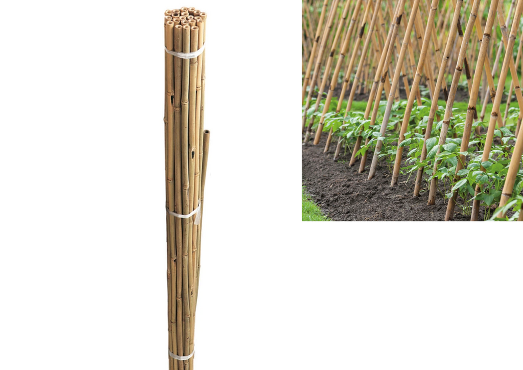 Bamboo Stakes 3ft 4ft 5ft 6ft